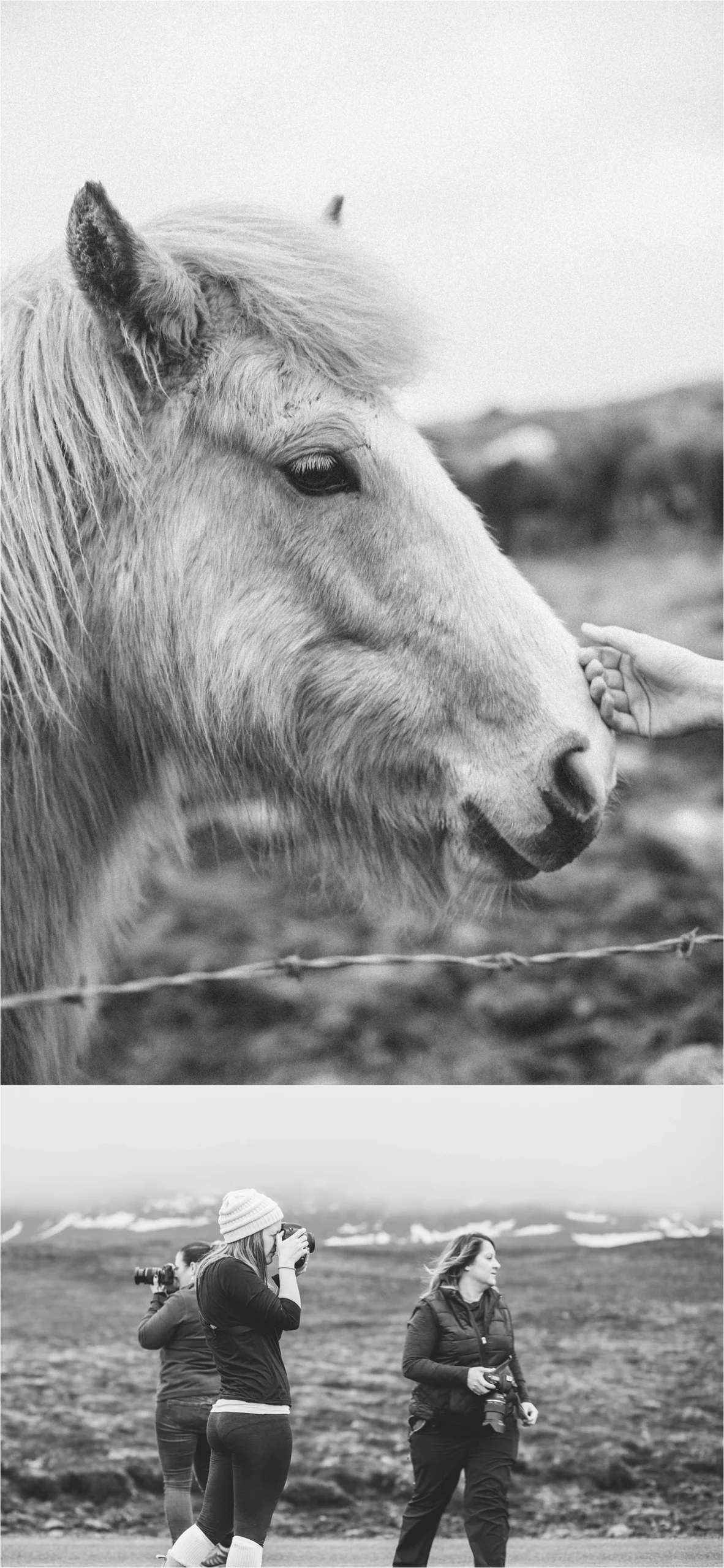  The Icelandic horses are so friendly.&nbsp; 