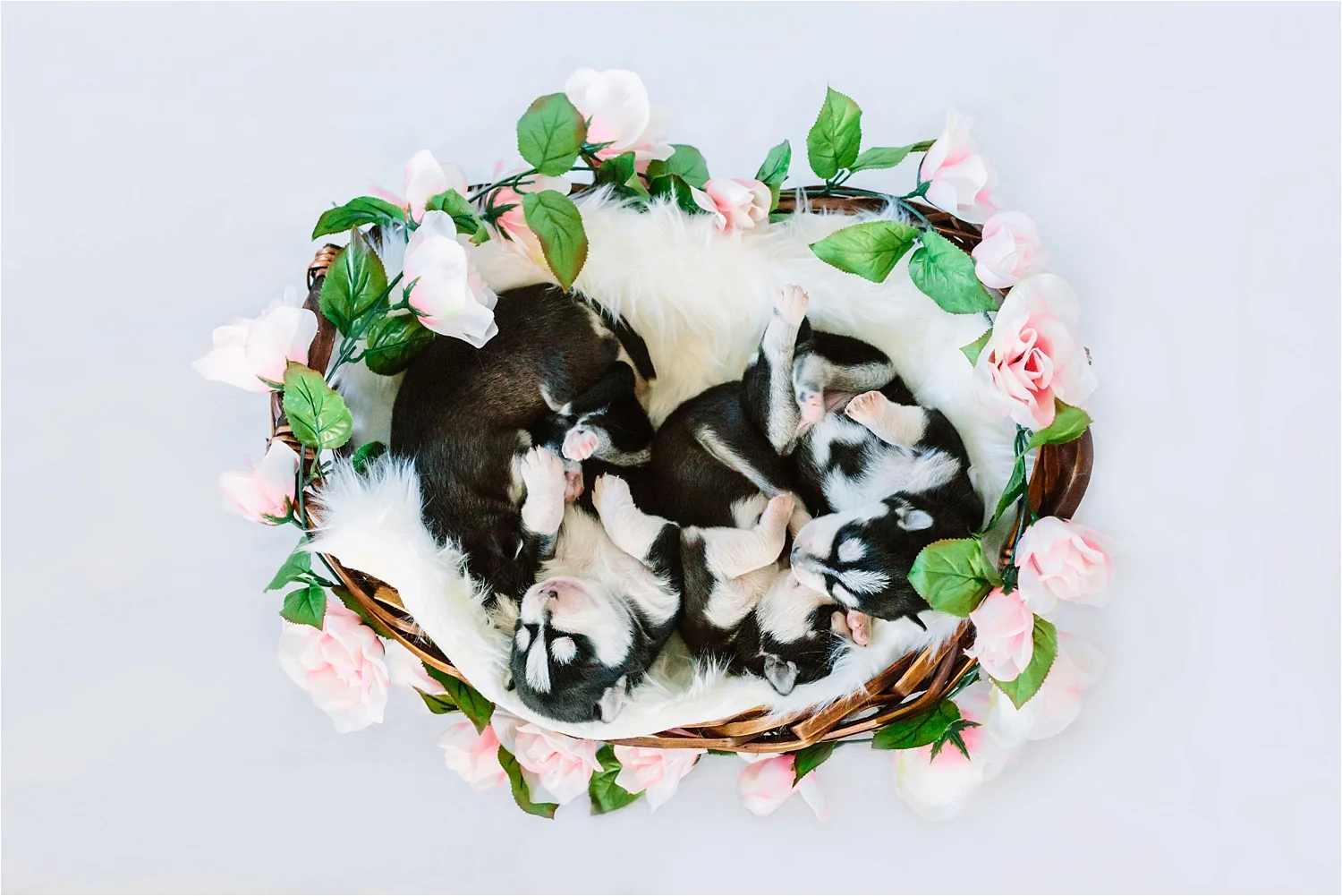  Newborn Husky Puppies First Easter in Youngstown, Ohio Photo Shoot by Pet Photographers 