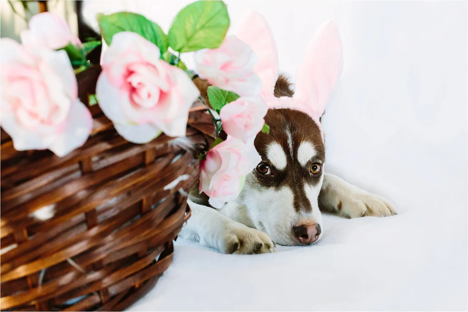  &nbsp;(Mama Kloie hiding from the paparazzi and her ever-hungry pups!) 