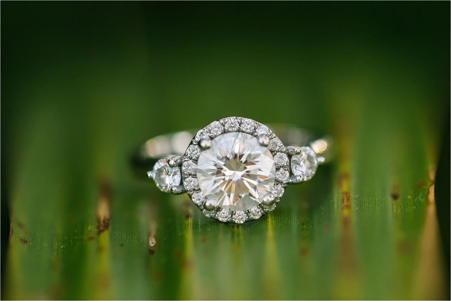  I couldn’t stop staring at Angie’s ring! Good job, Ben! 