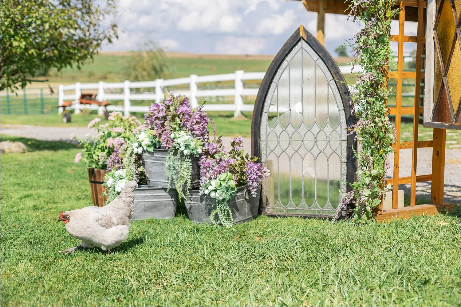  This chicken totally stole the show right before the ceremony began! We couldn’t resist getting an action shot! haha 